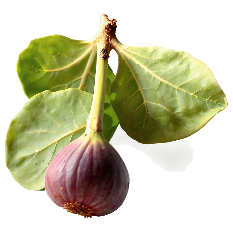 Wild Fig Picture Png Sxt87 PNG Image