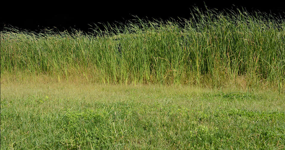 Wild Grass Field Texture PNG Image