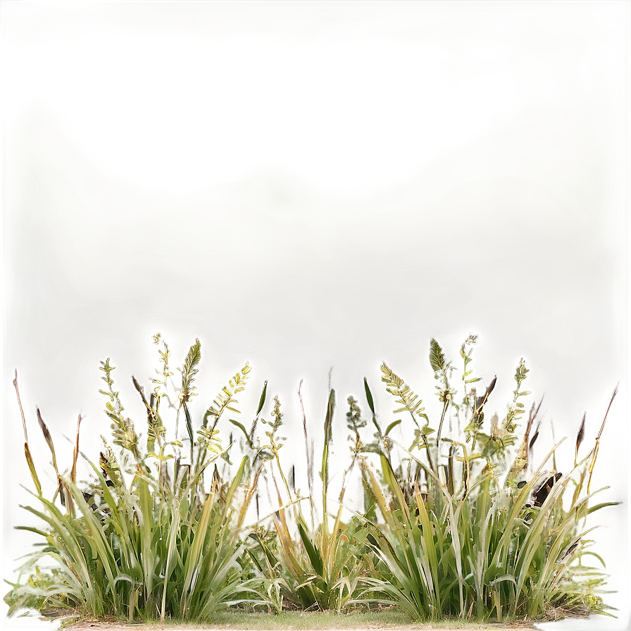 Wild Grass Field View Png Vfk77 PNG Image