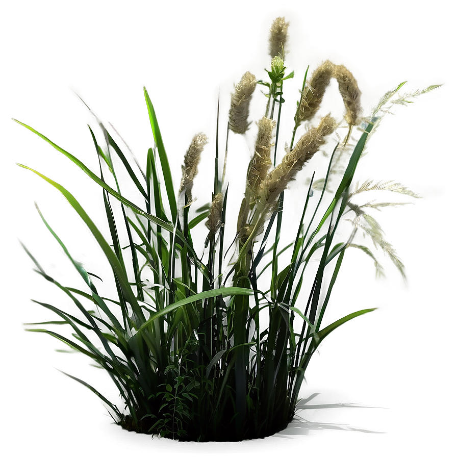 Wild Grass In Light Png 37 PNG Image