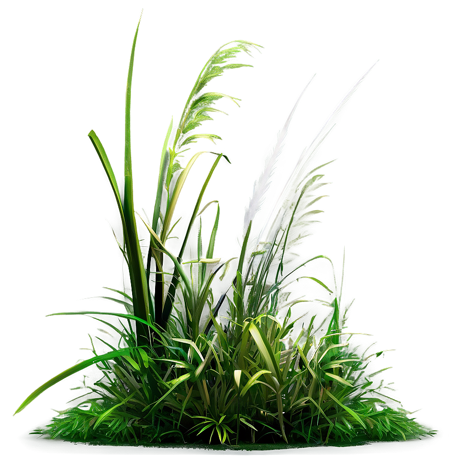 Wild Grass In Shade Png Wyv79 PNG Image