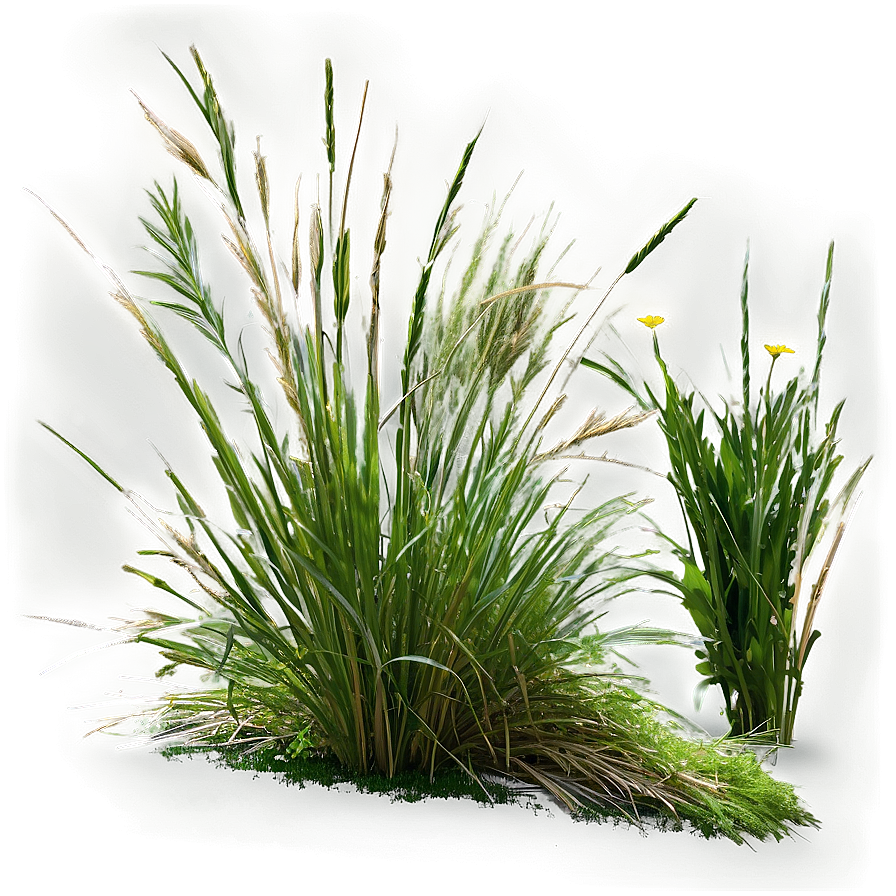 Wild Grass Texture Png 13 PNG Image