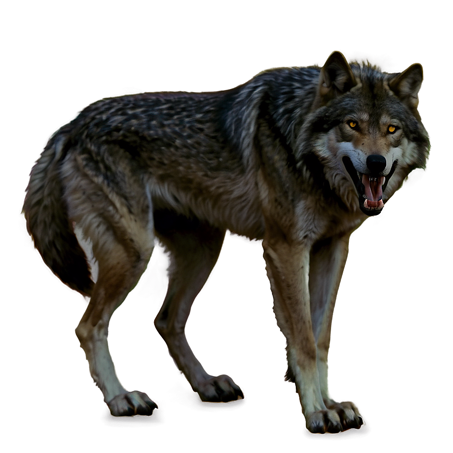 Wild Killer Wolf Png 22 PNG Image