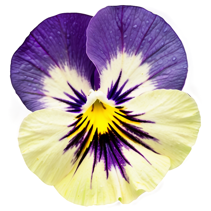 Wild Pansy Png Acw67 PNG Image