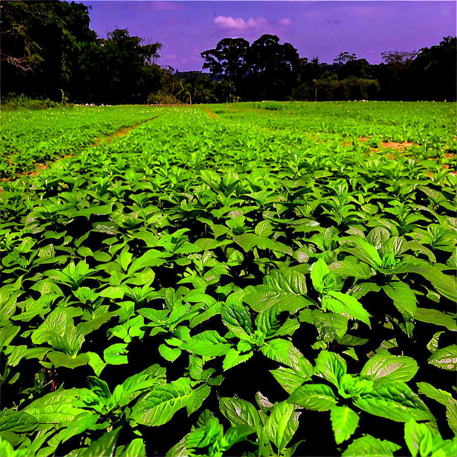 Wild Peppermint Field Png 06112024 PNG Image