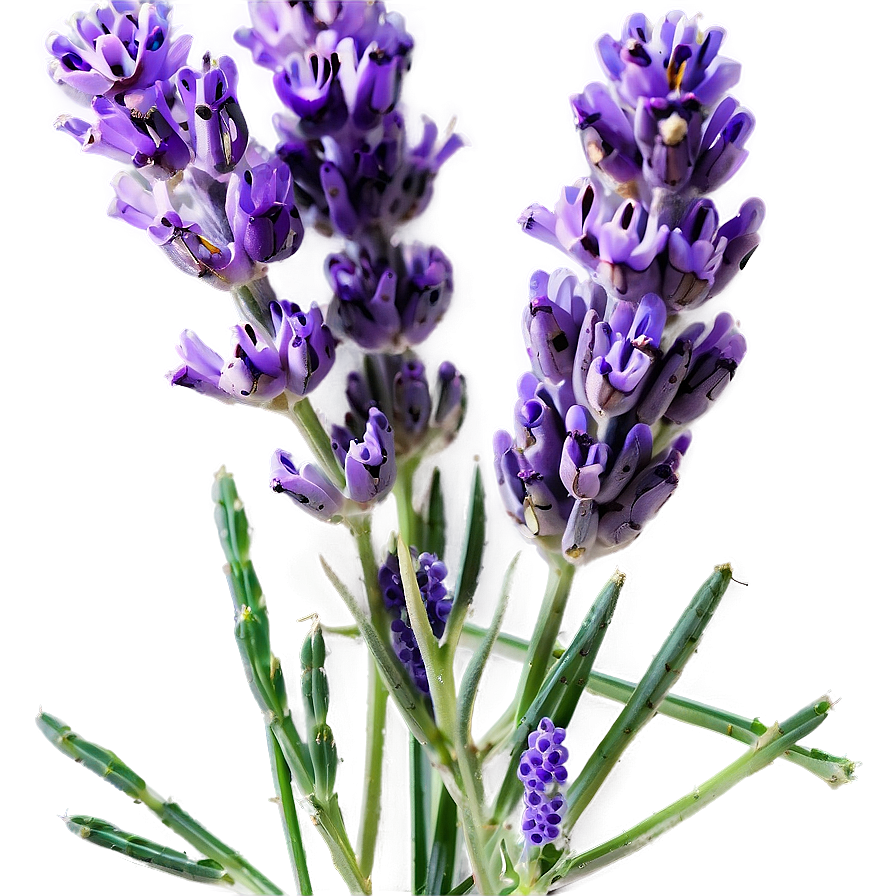 Wildcrafted Lavender Png 23 PNG Image