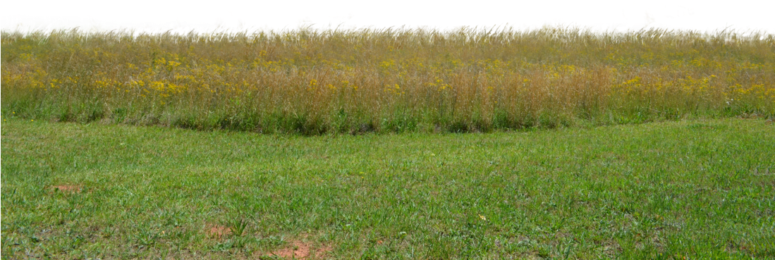 Wildflower_ Meadow_ Edge PNG Image