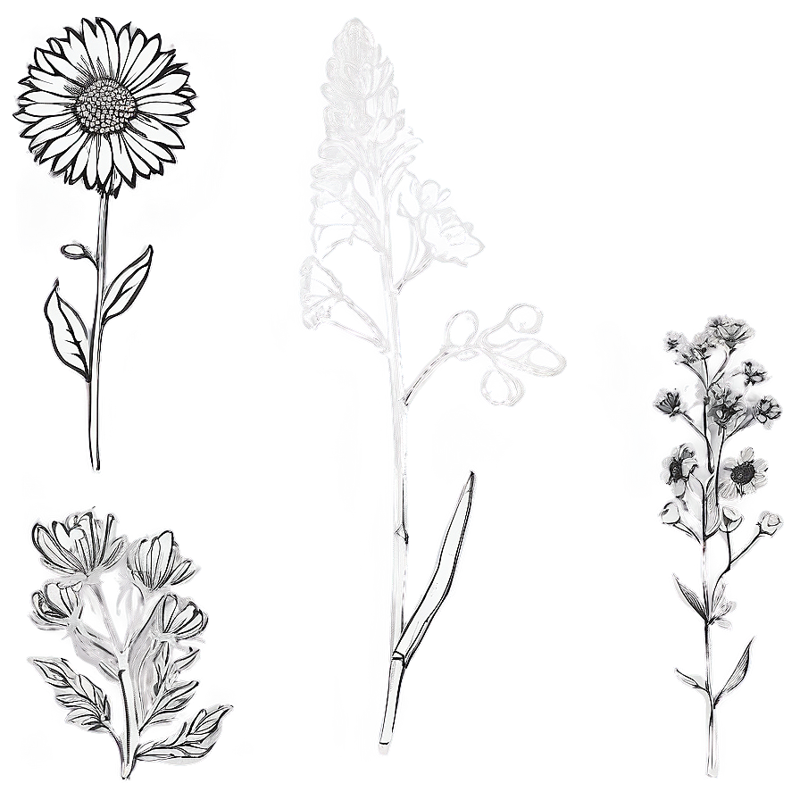 Wildflower Outline Sketch Png Jep99 PNG Image