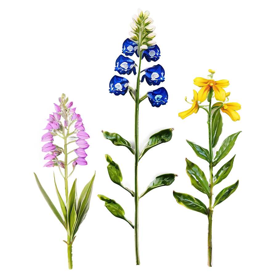 Wildflowers Of The Valley Png 71 PNG Image