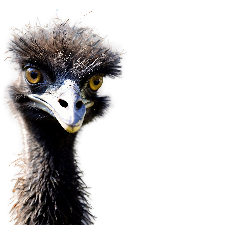 Wildlife Emu Png Tqv88 PNG Image