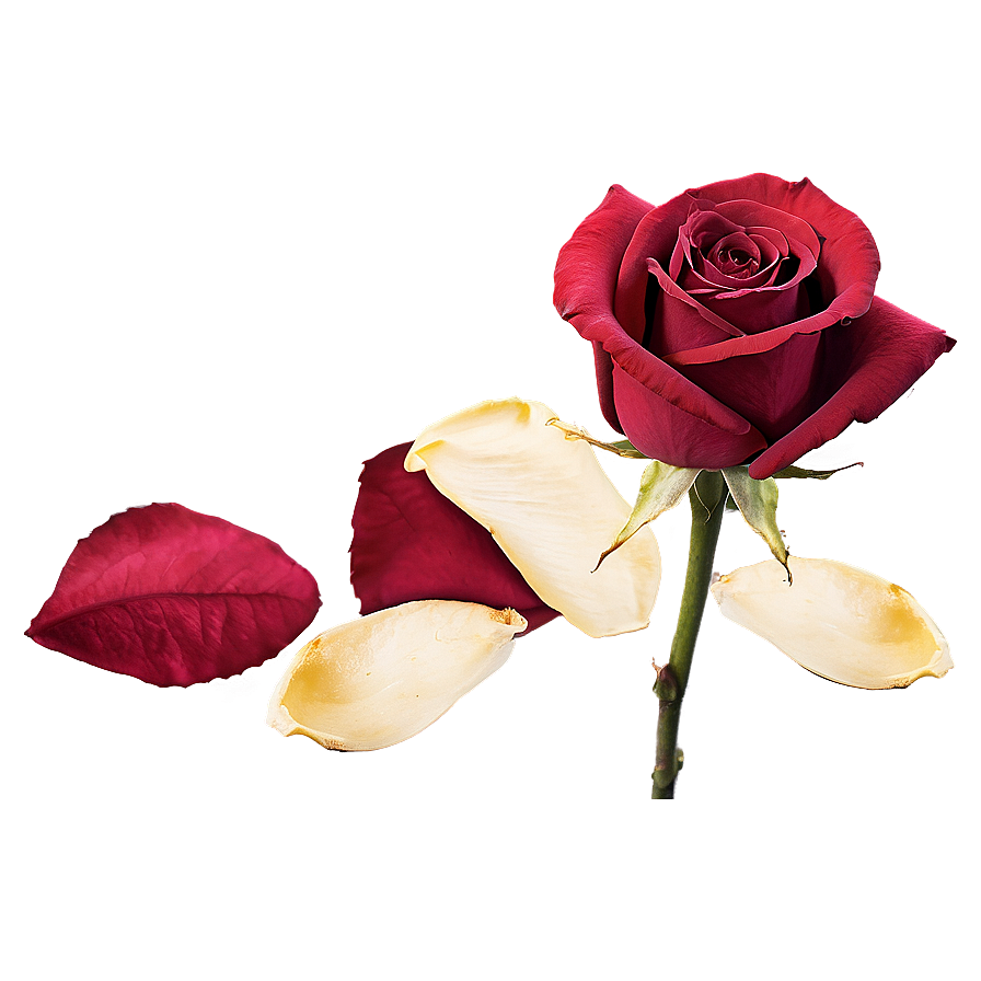 Wilted Rose Petals Png 28 PNG Image