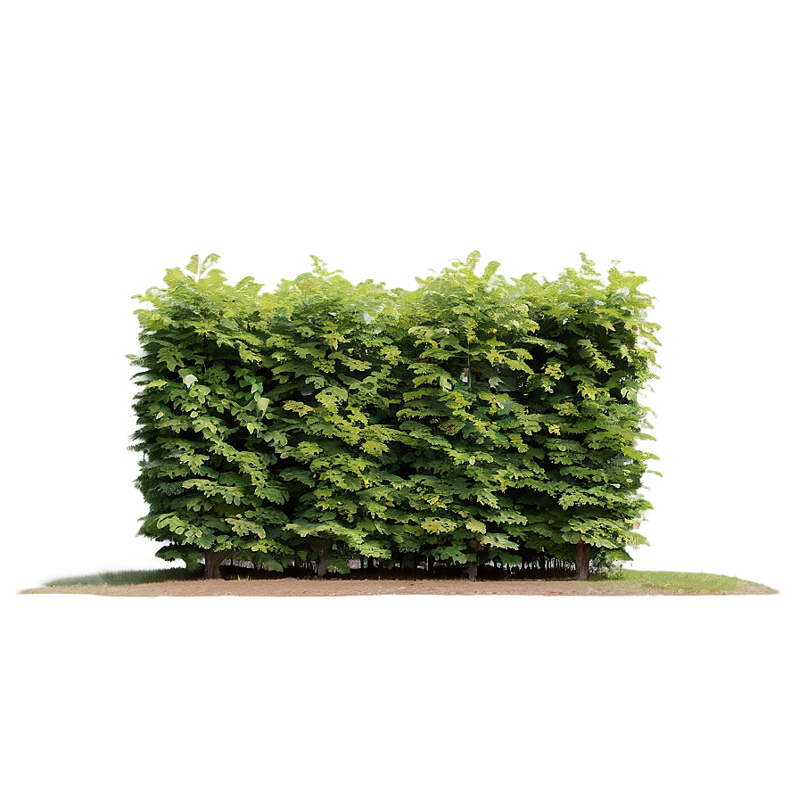 Windbreak Shrubs Png 43 PNG Image