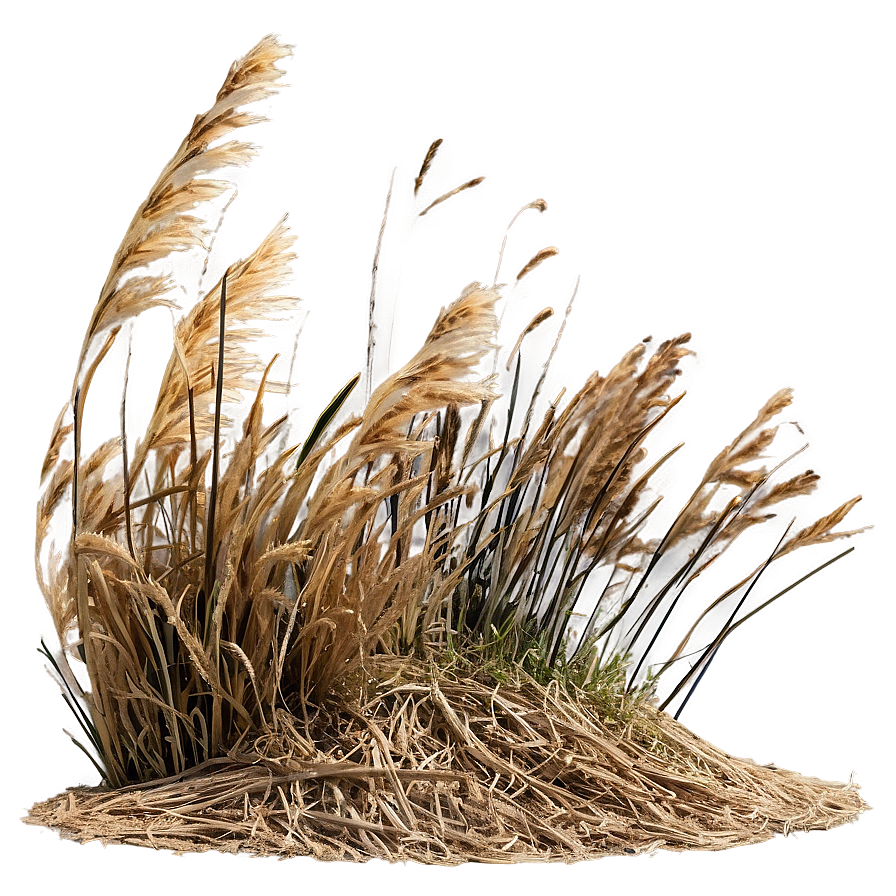 Windswept Dry Grass Png Lbp PNG Image