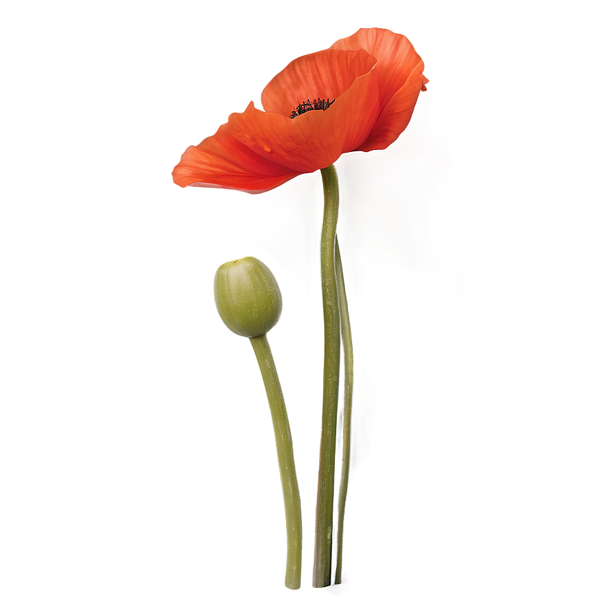 Winsome Poppy Png 06202024 PNG Image