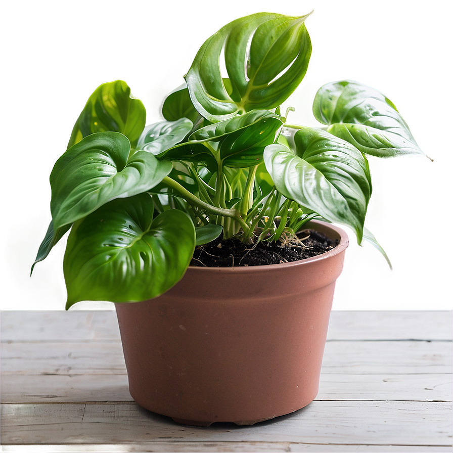 Winter Care For Indoor Pothos Png Nqj47 PNG Image