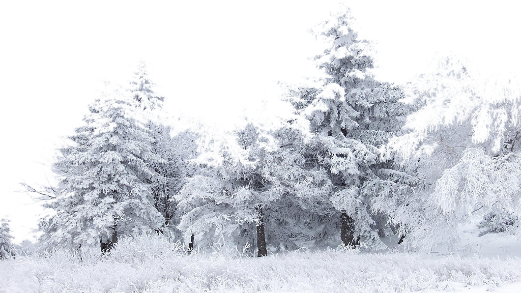 Winter_ Forest_ Snow_ Covered_ Trees PNG Image