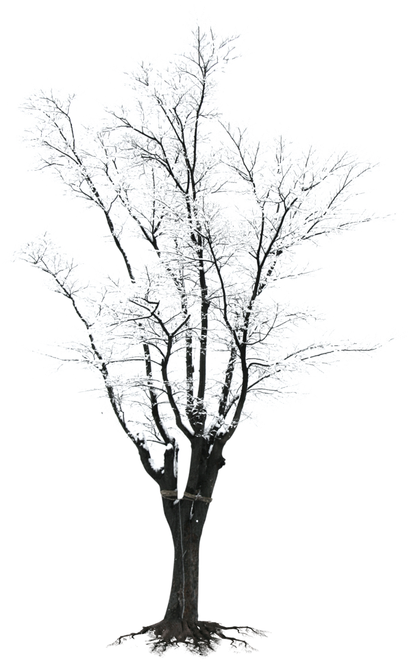 Winter Frosted Tree Silhouette.png PNG Image