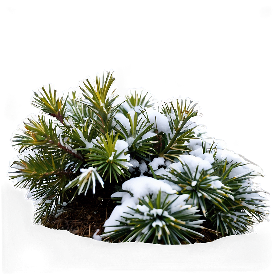 Winter Hardy Shrubs Png 06122024 PNG Image