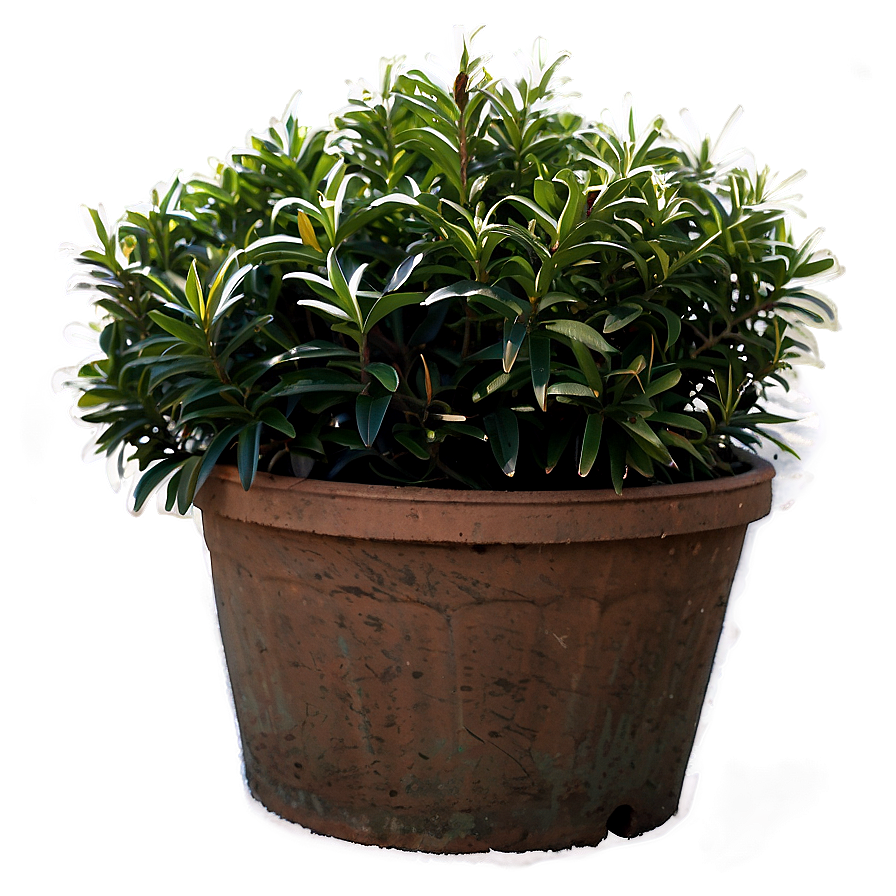 Winter Hardy Shrubs Png Hrn PNG Image