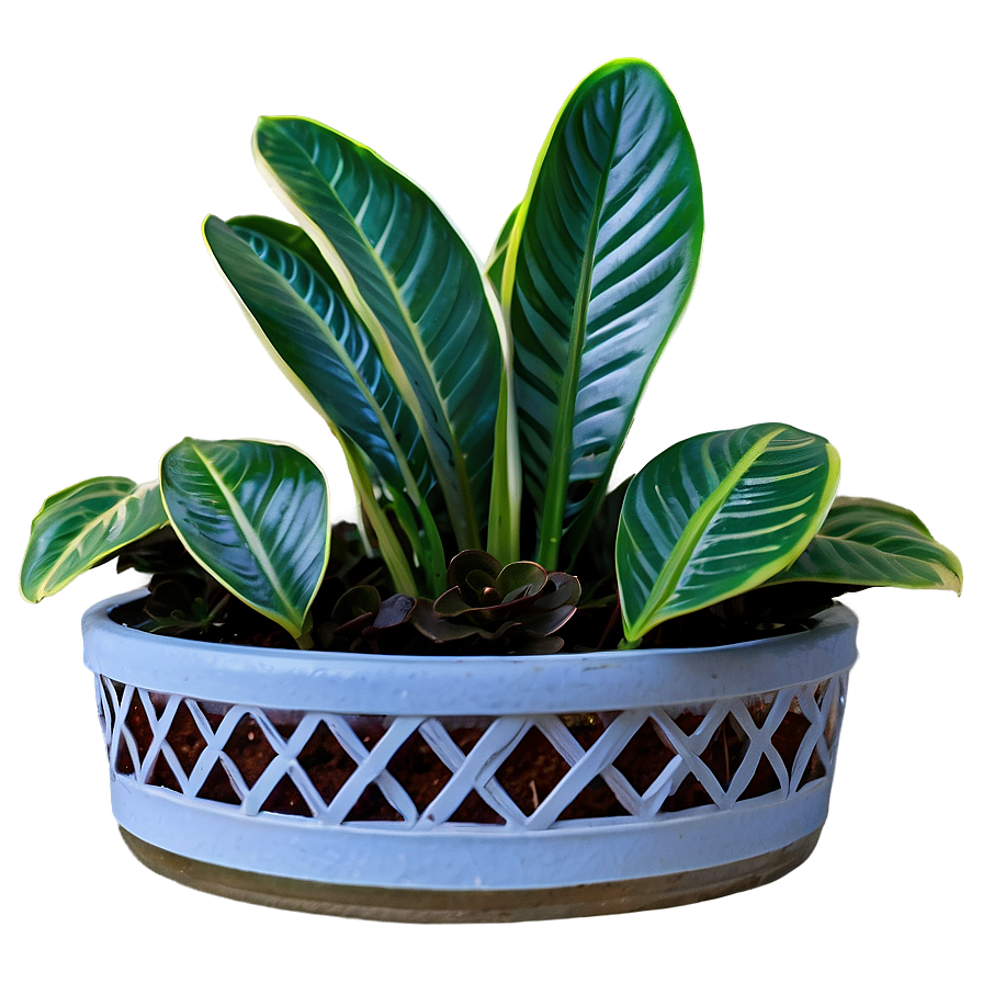 Winter Houseplant Png 06202024 PNG Image