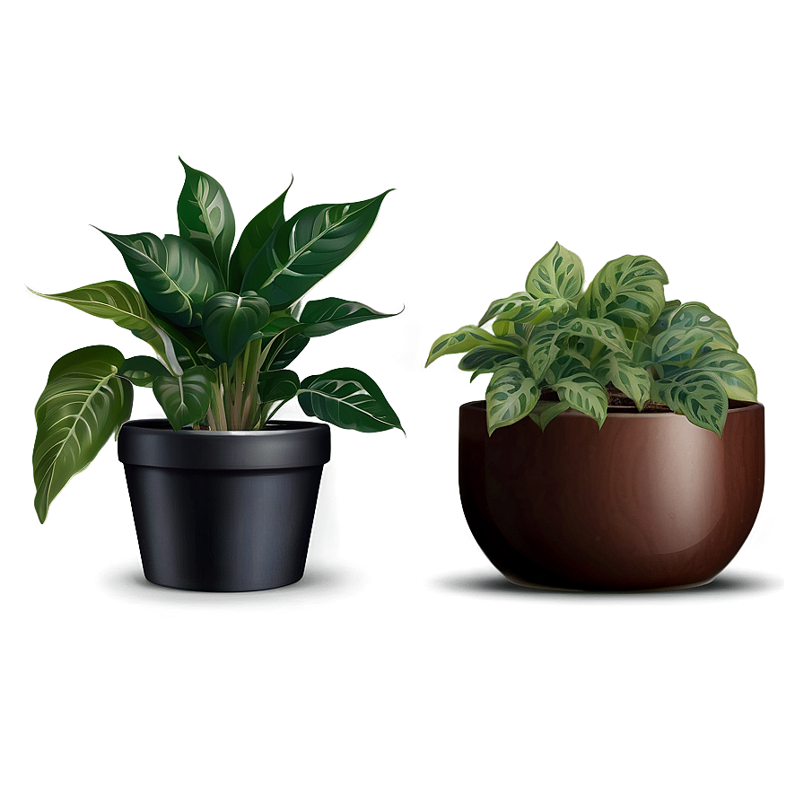 Winter Houseplant Png 06202024 PNG Image