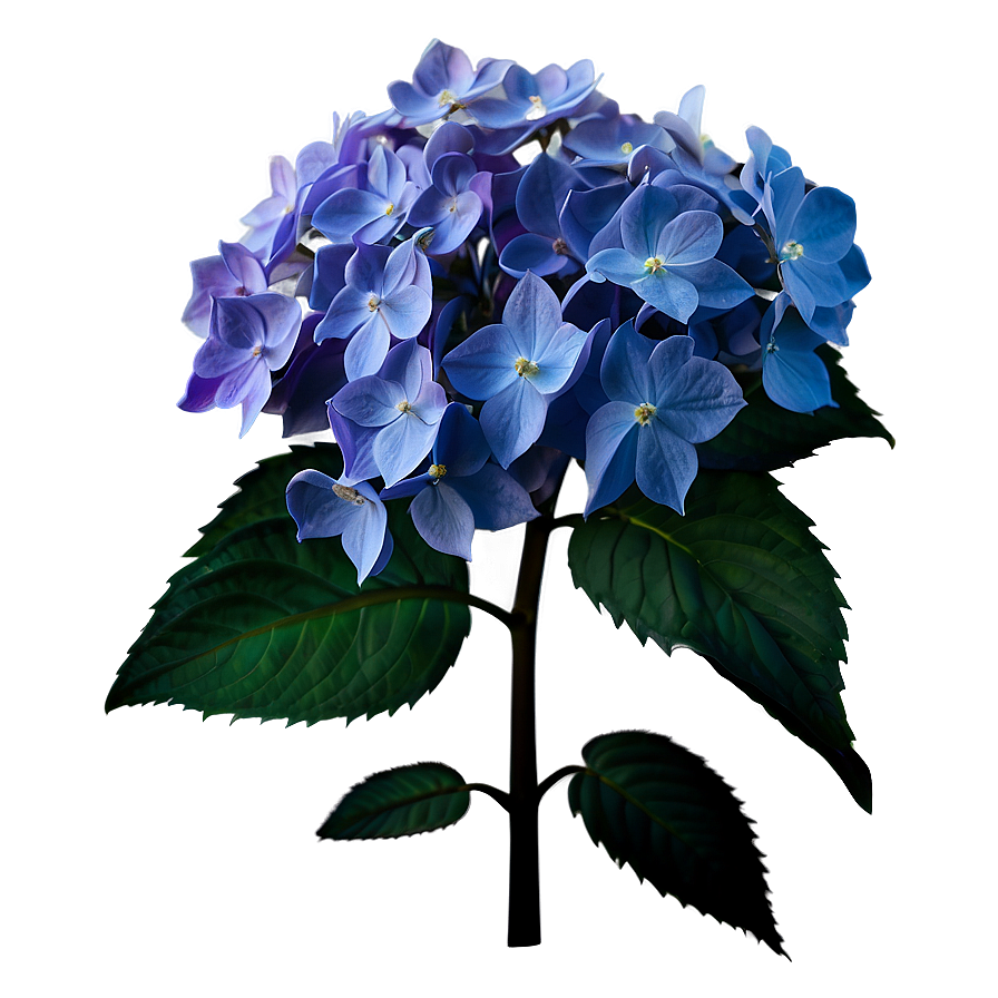 Winter Hydrangea Png 05242024 PNG Image