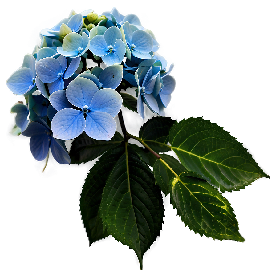 Winter Hydrangea Png 05242024 PNG Image