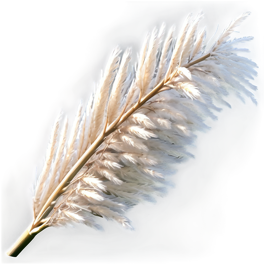 Winter Pampas Grass Png Hwy PNG Image