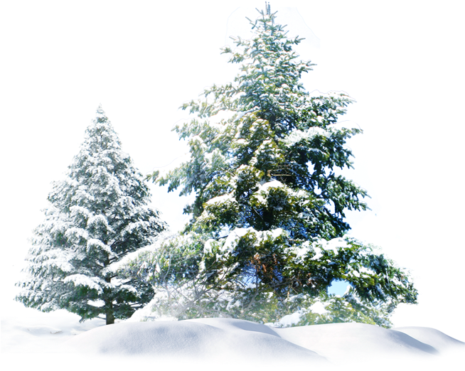 Winter_ Pine_ Trees_ Covered_in_ Snow.png PNG Image