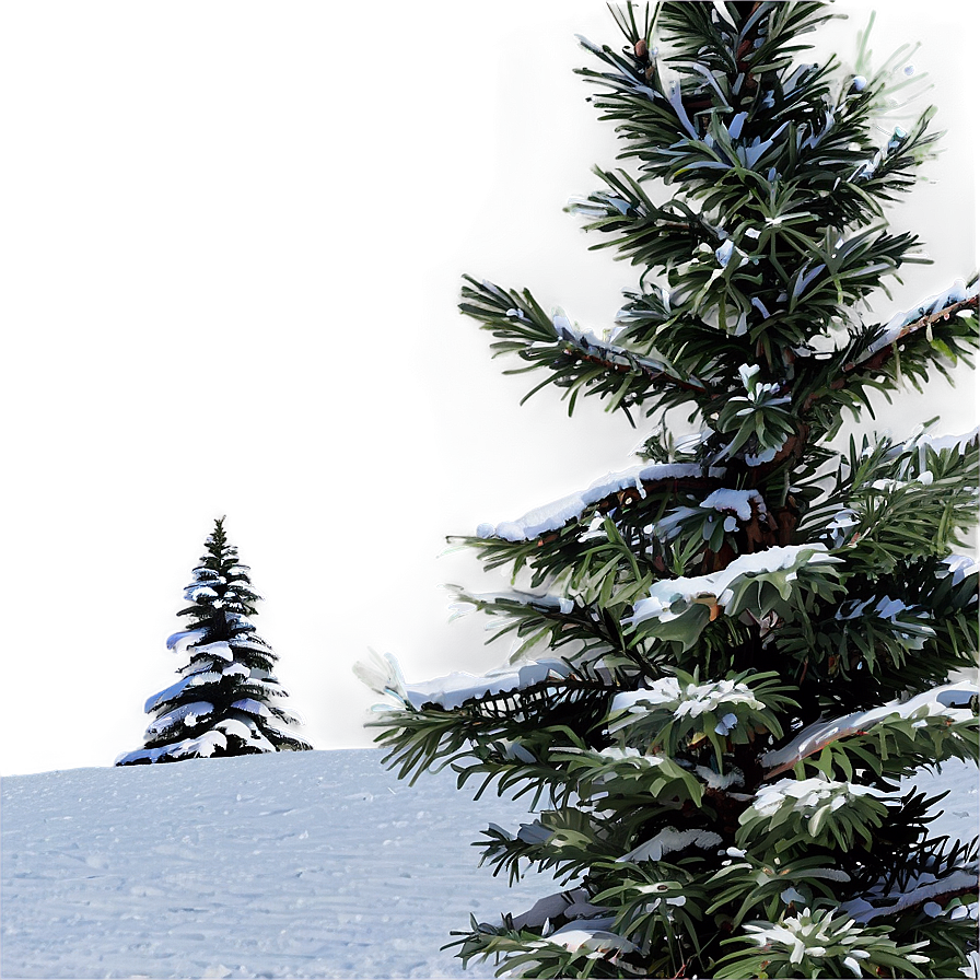 Winter Spruce Tree Scenery Png 06132024 PNG Image