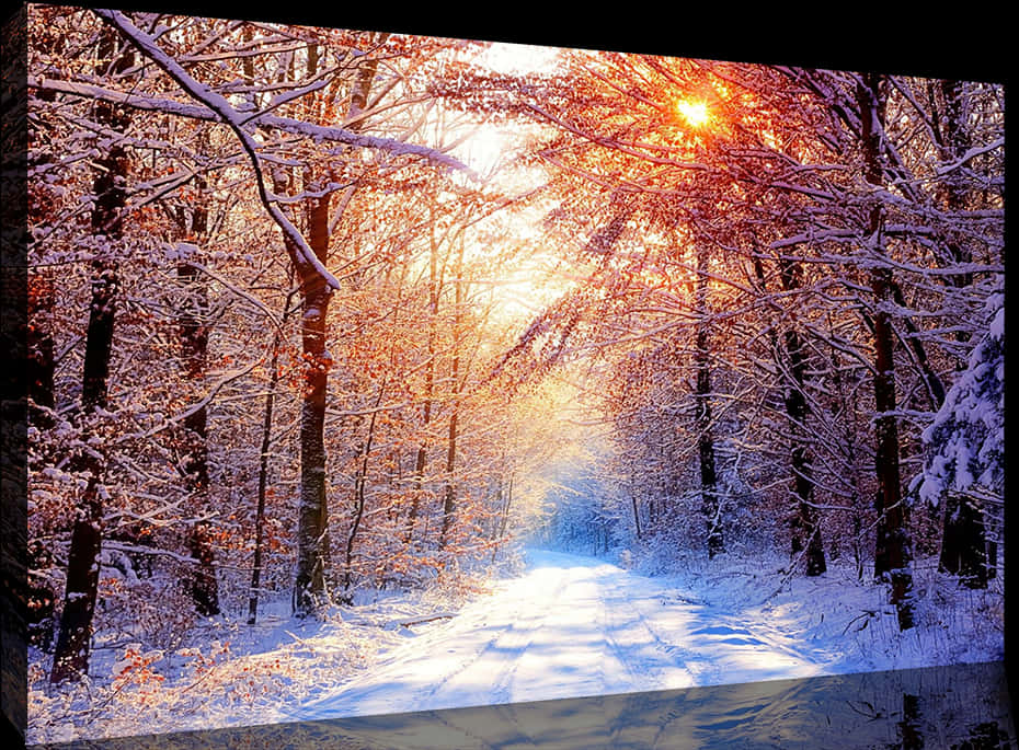 Winter Sunrise Forest Path PNG Image