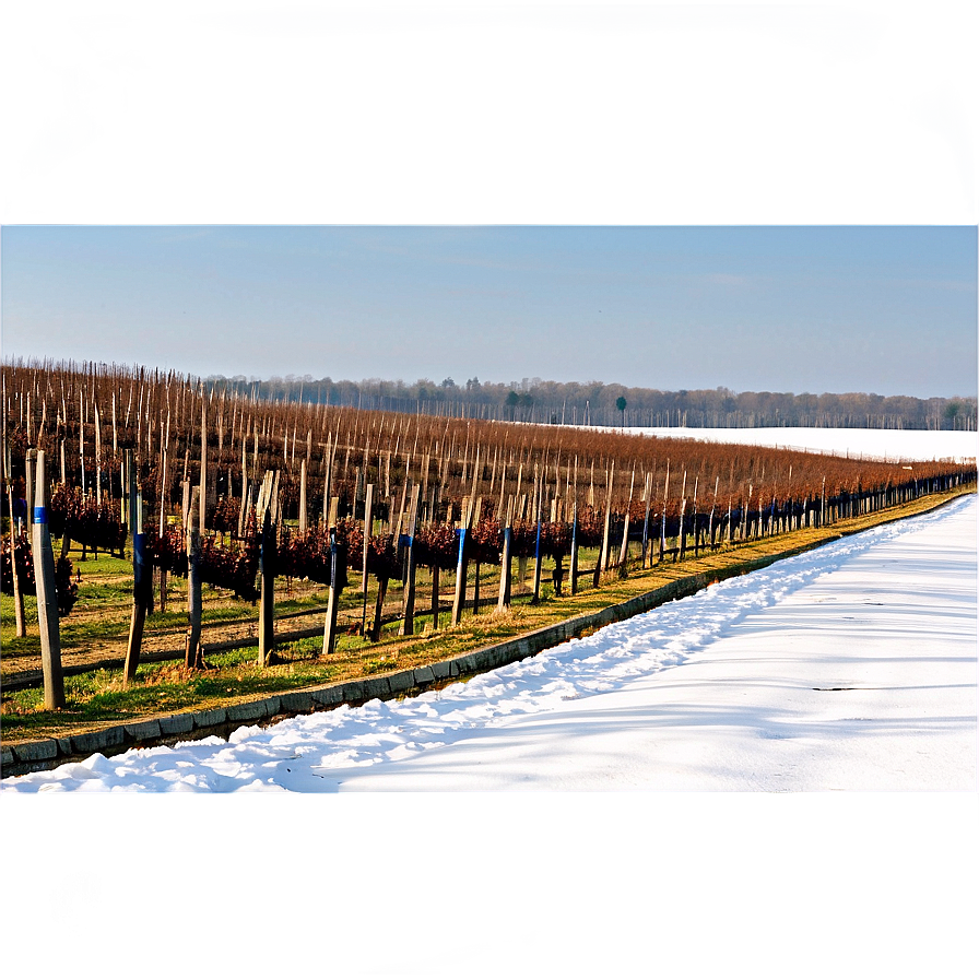 Winter Vineyard Landscape Png Sxt PNG Image