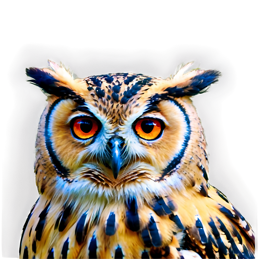 Wise Owl Png Vix PNG Image