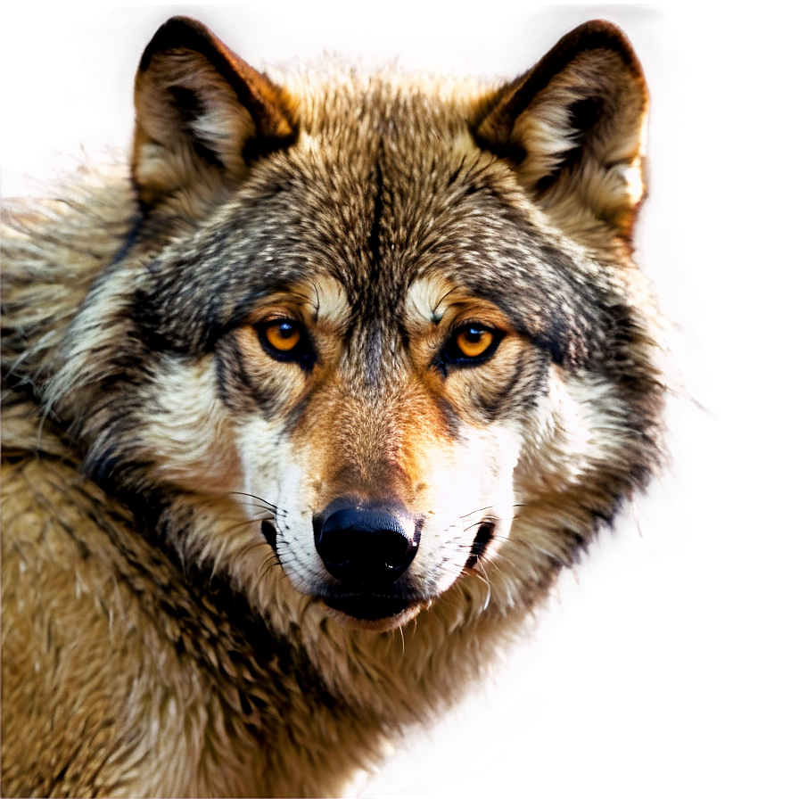 Wolf Eyes Profile Png Gjd PNG Image