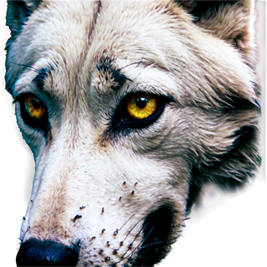 Wolf Eyes With Tears Png 06292024 PNG Image