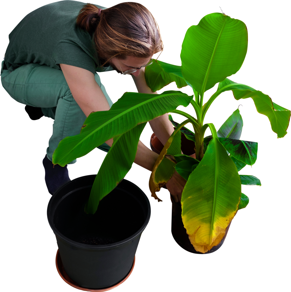 Woman Repotting Banana Plant PNG Image