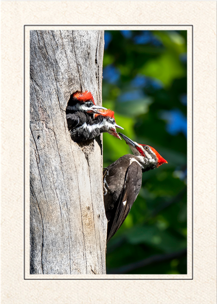 Woodpecker Feeding Chicksin Tree PNG Image