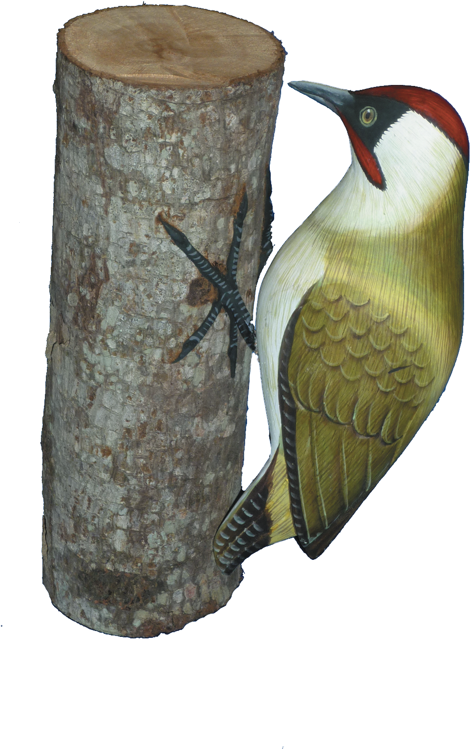 Woodpecker_ Perched_on_ Tree_ Trunk PNG Image