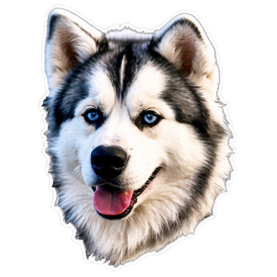 Wooly Coat Husky Png Jpl14 PNG Image