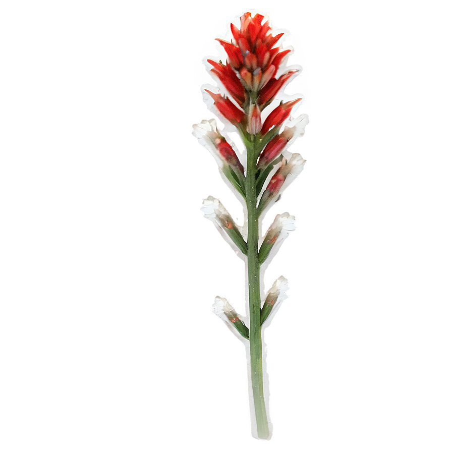 Wyoming State Flower Indian Paintbrush Png 80 PNG Image