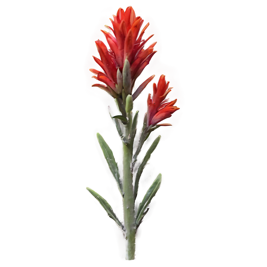 Wyoming State Flower Indian Paintbrush Png Sdk PNG Image