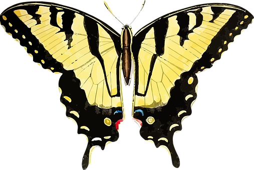 Yellow Black Swallowtail Butterfly PNG Image