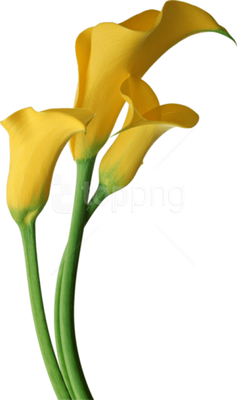 Yellow Calla Lilies Transparent Background PNG Image