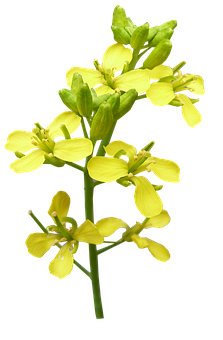 Yellow Canola Flower Against Black Background PNG Image