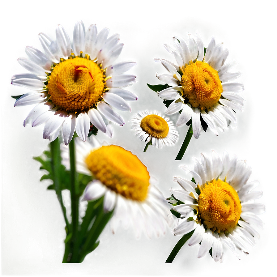 Yellow Center Daisies Png 06122024 PNG Image