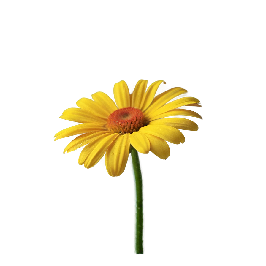 Yellow Center Daisies Png 06122024 PNG Image