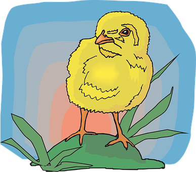 Yellow Chick Illustration PNG Image