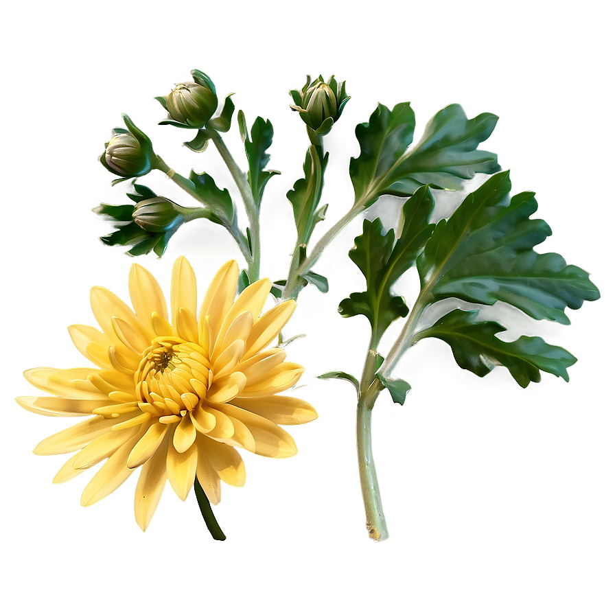 Yellow Chrysanthemum Petals Png 06112024 PNG Image