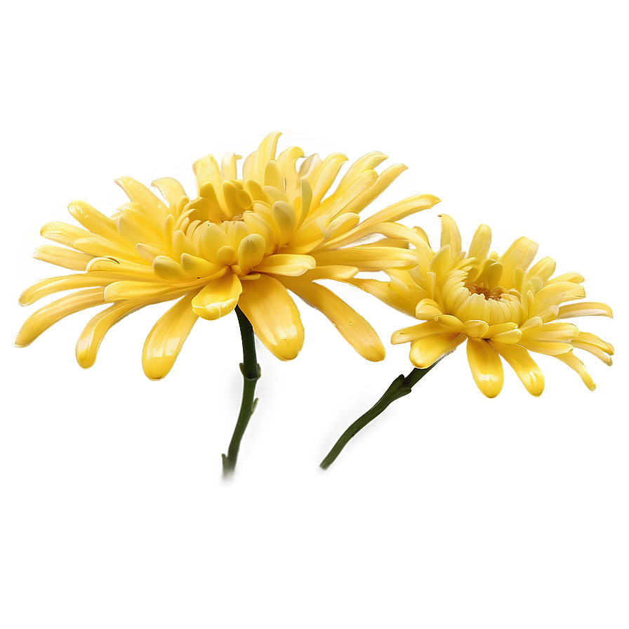 Yellow Chrysanthemum Petals Png 06112024 PNG Image