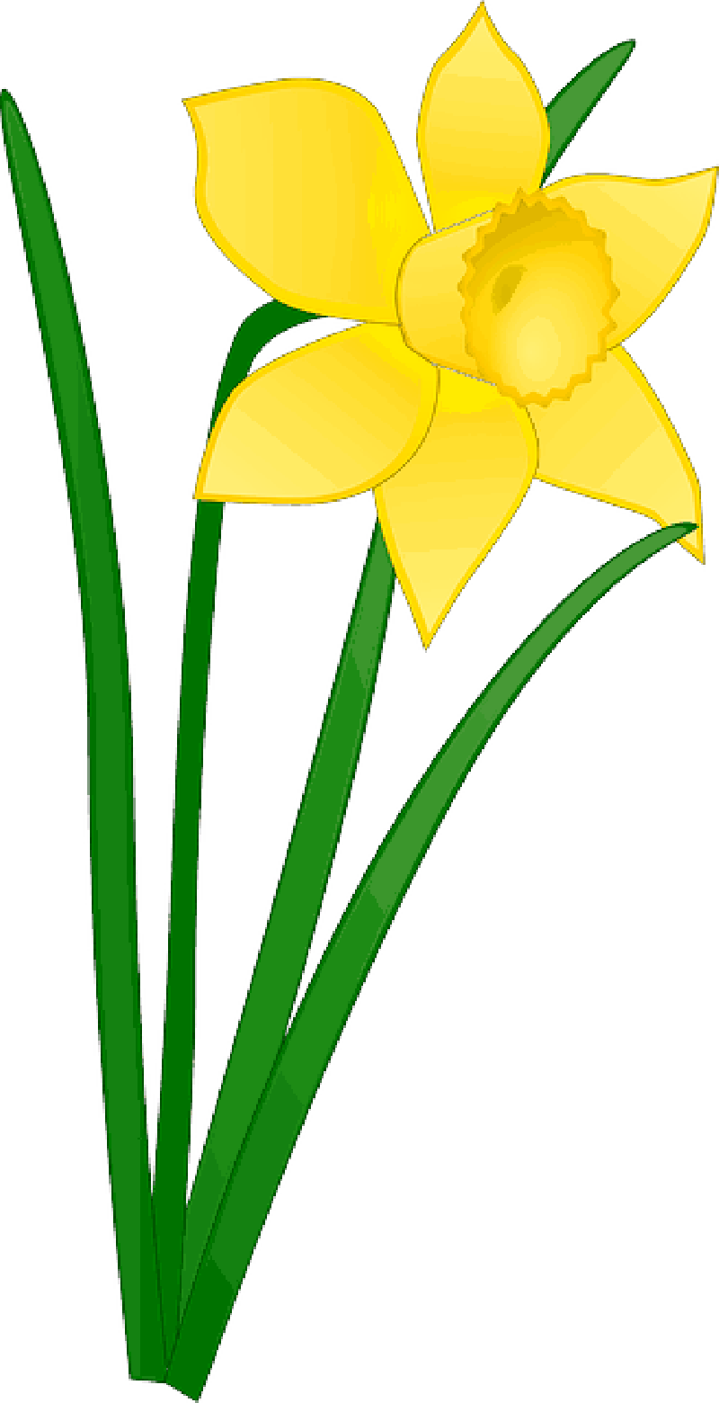 Yellow Daffodil Vector Illustration PNG Image